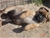 Aristotele - Triola Cane Corso